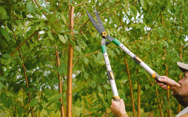 Tree trimming in Santa Clara, UT